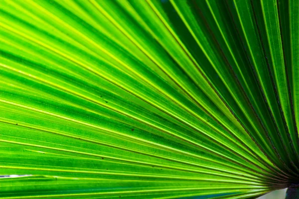 Листя Кокосової Пальми Відображаються Природному Світлі Протягом Дня Показують Візерунок — стокове фото