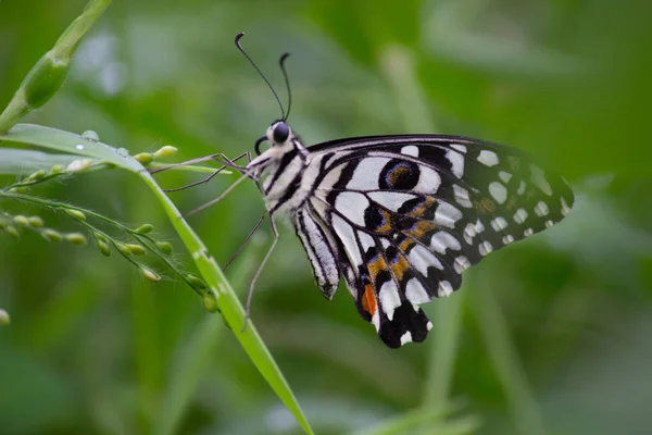 蝶蝶是一种常见的 广泛分布的燕尾蝶 蝴蝶也被称为石灰蝴蝶 柠檬蝴蝶 石灰燕尾和方格燕尾 — 图库照片