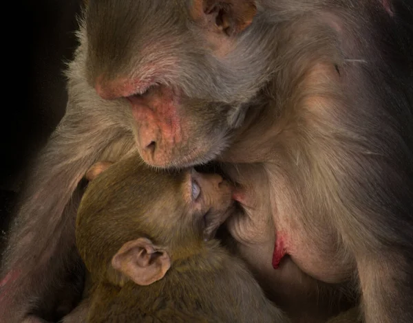 Portrait Rhesus Mother Monkey Feeding Its Baby Dark Background — Stock Photo, Image