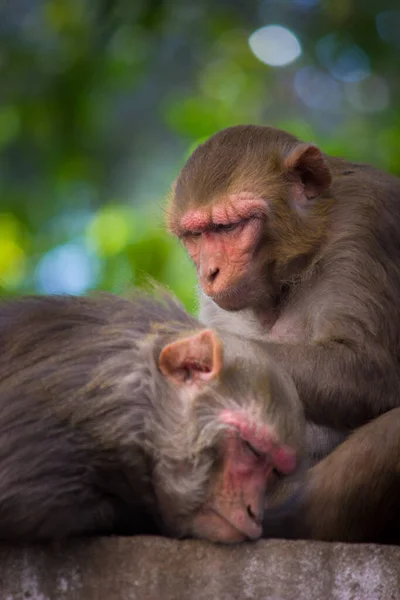 Potret Monyet Dalam Satwa Liar Duduk Bawah Pohon Hutan Tropis — Stok Foto