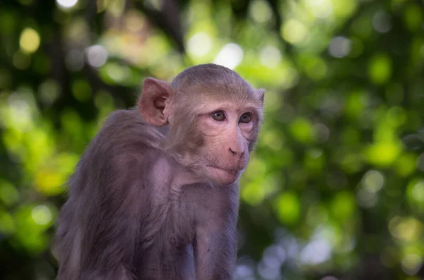 熱帯林の木の下に座っている野生動物の猿の肖像画 自然の中で猿 アカゲザルの一種 サルの肖像画クローズアップ 猿はインドの自然の森に住んでいます 遊び心のある雰囲気の中でカメラを見て面白い猿 — ストック写真