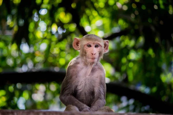 Monkey Portrait Wildlife Sitting Tree Tropical Forest Monkey Nature Rhesus — Stock Photo, Image