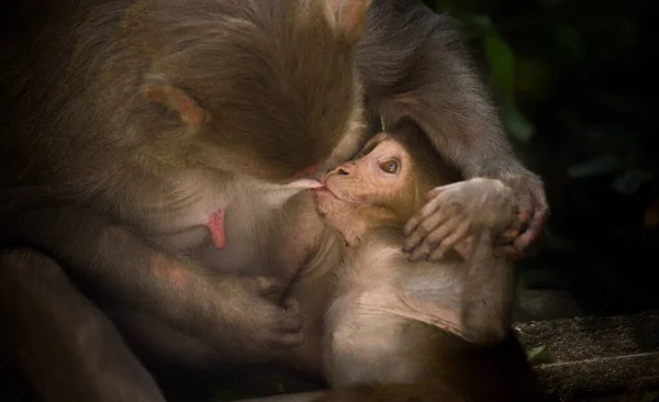 Portret Matki Małpy Rhesus Karmiącej Swoje Dziecko Ciemnym Tle — Zdjęcie stockowe