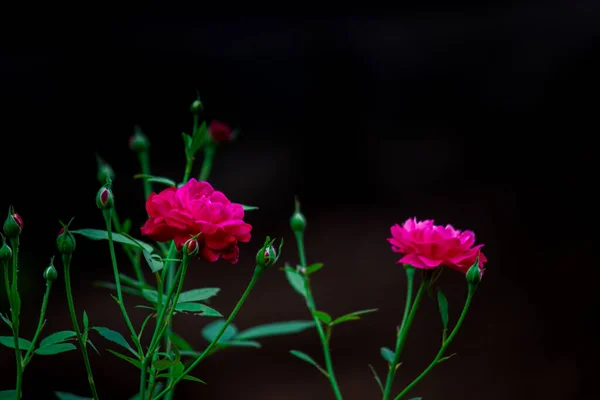 Цветок Красной Розы Саду Ветвями Зелеными Листьями Размытый Темный Фон — стоковое фото