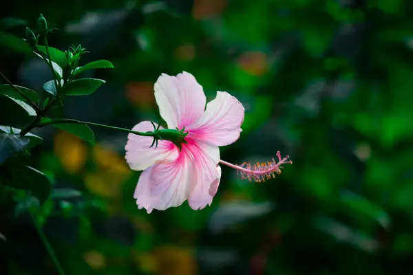 モールベ科のハイビスカスの花です 中国ハイビスカス 中国のハイビスカス 中国のバラ ハワイのハイビスカス インドの公共公園で春の間に満開の湿原や靴ブラック植物として知られているハイビスカスRosa Sinensis — ストック写真