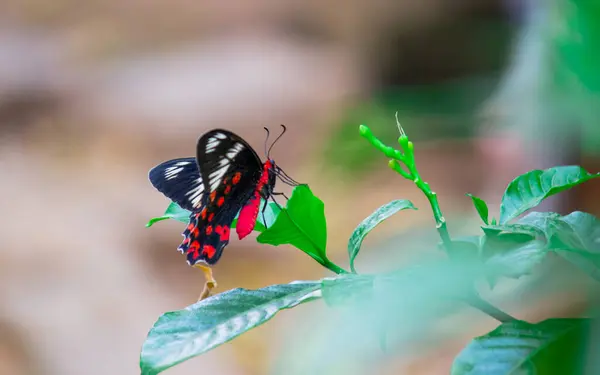 Danaus Chrysippus Známý Také Jako Obyčejný Tygr Africká Královna Nebo — Stock fotografie