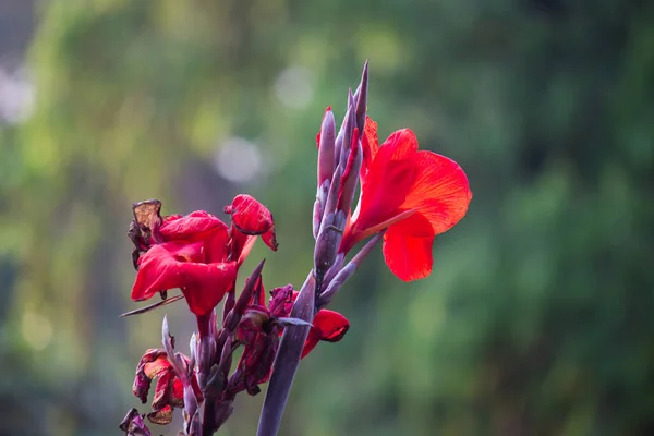 インド ショット アフリカ アロールート 食用カンナ 紫の矢印ルート シエラレオネ アロールートとして一般的に知られているカナ インディカは カンナ科の植物種です — ストック写真