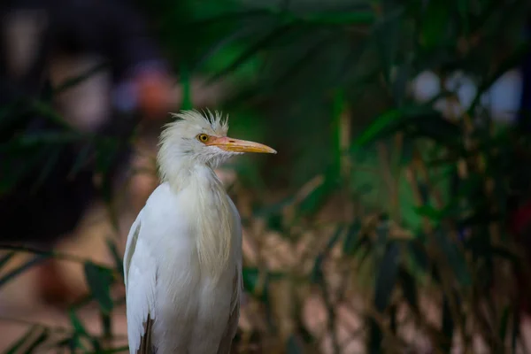 Bubulcus Ibis Heron Ngilizce Bubulcus Ibis Veya Hermonly Known Cattle — Stok fotoğraf