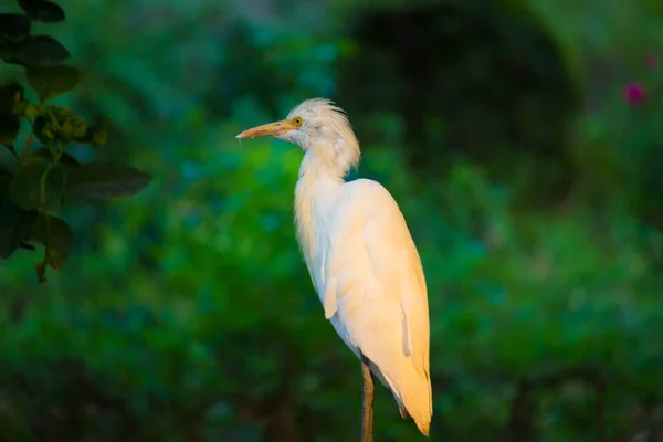 Bubulcus Ibis Heron Commonly Know Cattle Egret Cosmopolitan Species Heron — Stock Photo, Image