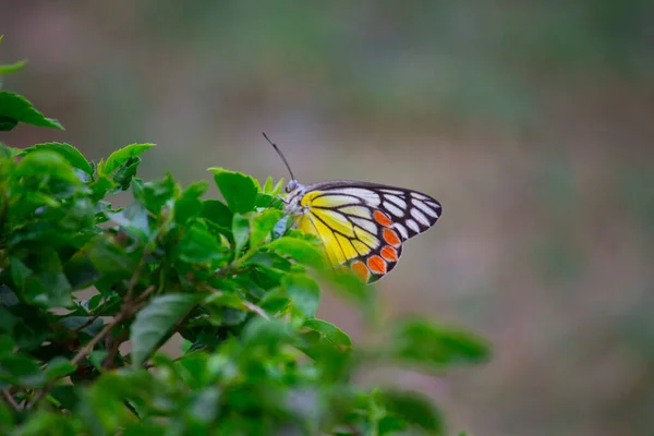 Una Hermosa Mariposa Común Jezabel Delias Eucharis Está Sentada Planta — Foto de Stock
