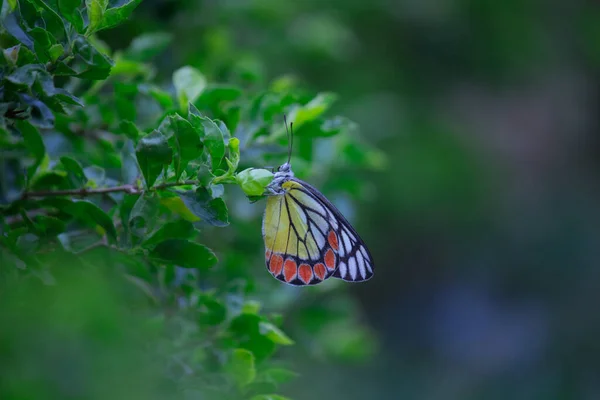 Una Hermosa Mariposa Común Jezabel Delias Eucharis Está Sentada Planta —  Fotos de Stock