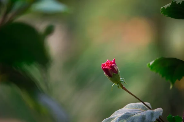 Άνθος Ιβίσκου Της Οικογένειας Μολόχα Malvaceae Hibiscus Rosa Sinensis Γνωστό — Φωτογραφία Αρχείου