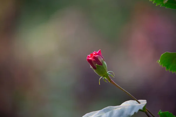 Hibiscus Flower Mallow Family Malvaceae Hibiscus Rosa Sinensis Known Shoe — Stock Photo, Image