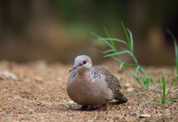 東洋の亀の鳩の地面に自然の緑の背景に座っていた — ストック写真