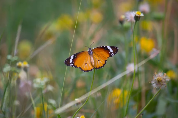 Danaus Chrysippus Également Connu Sous Nom Tigre Plaine Reine Africaine — Photo