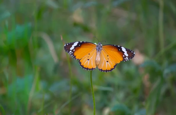 Danaus Chrysippus Also Known Plain Tiger African Queen African Monarch — Stock Photo, Image