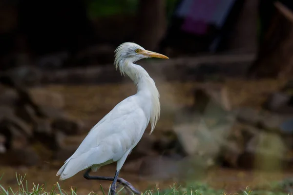 Bubulcus Ibis Heron Common Known Cattle Egret Космополітичний Вид Зустрічається — стокове фото