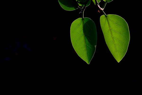 Ung Växt Som Reflekterar Solljuset Naturlig Miljö — Stockfoto