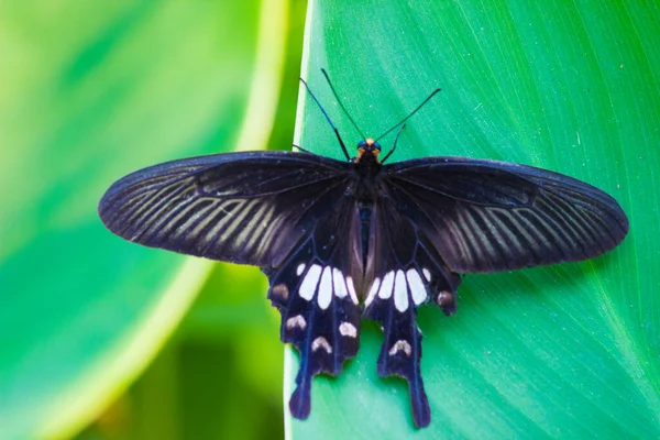 Papilio Polytes Também Conhecido Como Mórmon Comum Alimentando Planta Flores — Fotografia de Stock