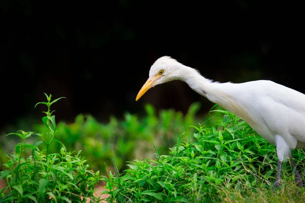 Bubulcus Ibis Heron 소에그 Cattle Egret 아열대 지역에서 발견되는 청어의 — 스톡 사진