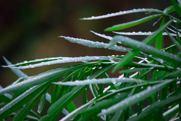 Une Jeune Plante Réfléchissant Lumière Soleil Milieu Naturel — Photo