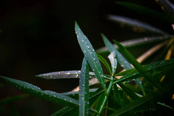 自然環境の中で太陽光を反射する若い植物 — ストック写真