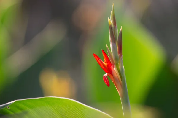 Afrikansk Arrowroot Canna Indica Oransje Gul Blomst Blomst Nær Makroutsikt – stockfoto
