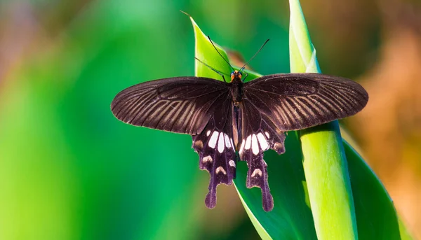 Papilio Polytes Mórmon Comum Uma Espécie Comum Borboleta Cauda Andorinha — Fotografia de Stock