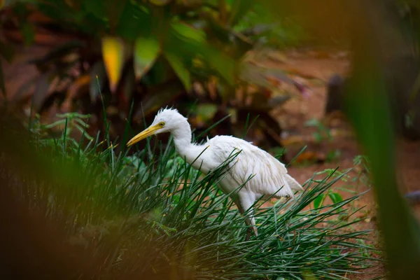 Bubulcus Ibis Heron Nebo Běžně Známý Jako Dobytek Egret Kosmopolitní — Stock fotografie