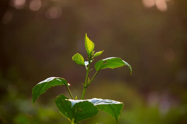 Ένα Νεαρό Φυτό Που Αντανακλά Φως Του Ήλιου Στο Φυσικό — Φωτογραφία Αρχείου