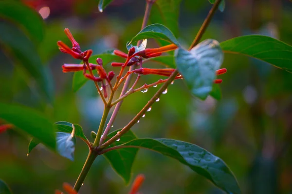 春の時期に自然を背景に満開のルビーレッドペンタスの花や鳥植物 — ストック写真