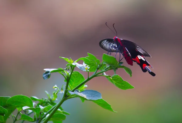 Pillangó Közönséges Mormon Papilio Polytes Gyakori Faj Swallotail Pillangó Széles — Stock Fotó
