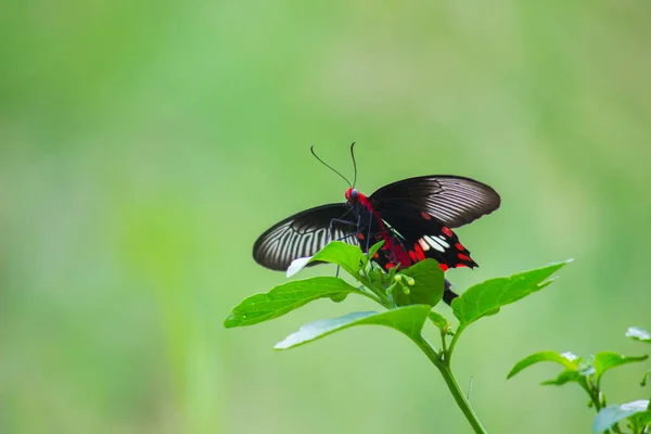 Fjäril Vanlig Mormon Papilio Polytes Vanlig Art Swallotail Fjäril Brett — Stockfoto