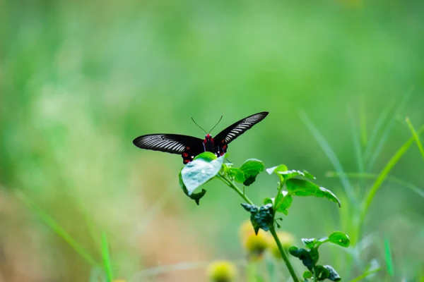 Метелик Common Mormon Papilio Polytes Поширений Вид Метеликів Swallotail Широко — стокове фото