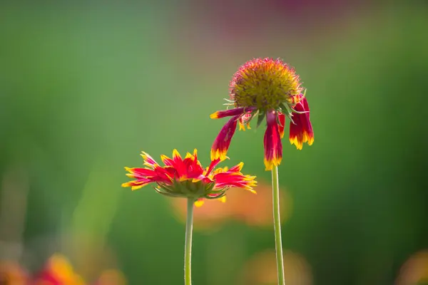 Gaillardia Aristata Fiore Bianco Fiore Giallo Rosso Piena Fioritura Parco — Foto Stock