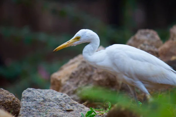 Bubulcus Ibis Heron 소에그 Cattle Egret 아열대 지역에서 발견되는 청어의 — 스톡 사진