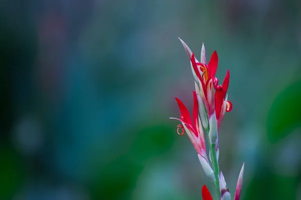 Canna Indica Allgemein Bekannt Als Indische Pfeilwurzel Afrikanische Pfeilwurzel Essbare — Stockfoto