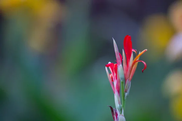 Canna Indica Широко Известный Индийский Выстрел Африканская Стрела Съедобная Канна — стоковое фото