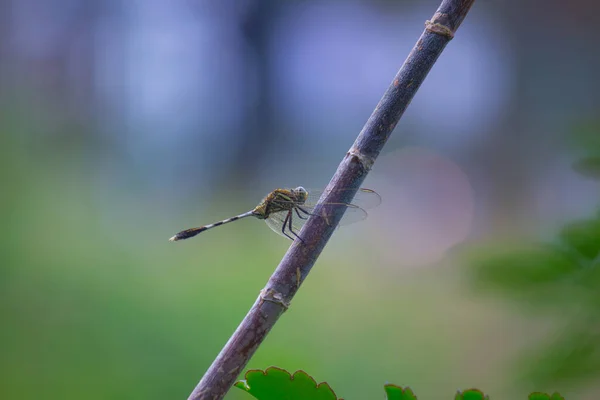 蜻蜓栖息在美丽的背景上的茎上 — 图库照片