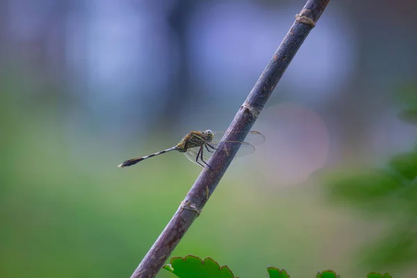 Libélula Empoleirada Talo Belo Fundo Naturezas — Fotografia de Stock