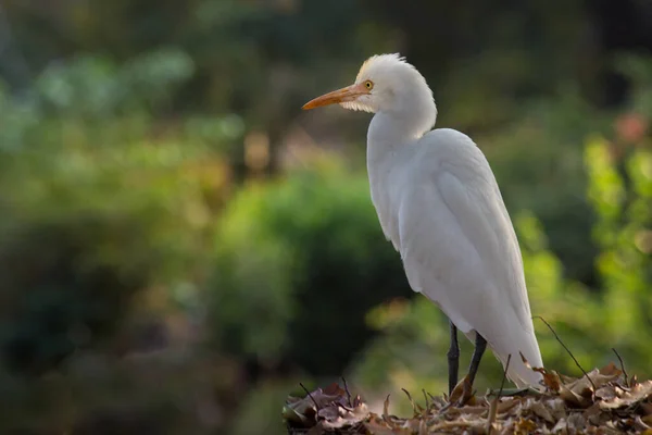 Bubulcus Ibis Heron Common Known Cattle Egret Космополітичний Вид Зустрічається — стокове фото