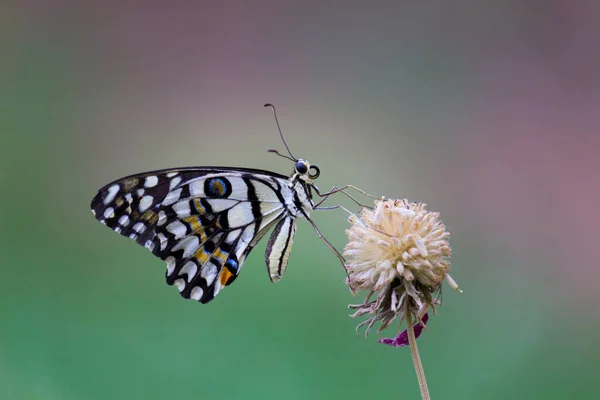 리오데몰 레우스 Papilio Demoleus 흔하고 분포된 호랑나비이다 나비는 호랑나비로 도알려져 — 스톡 사진