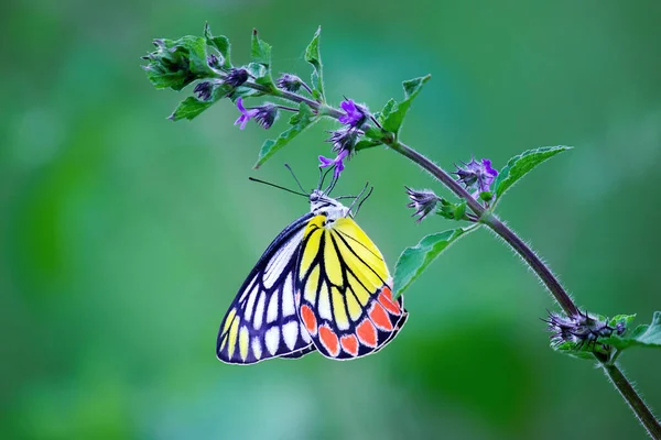 Una Hermosa Mariposa Común Jezabel Delias Eucharis Colgando Planta Flores — Foto de Stock