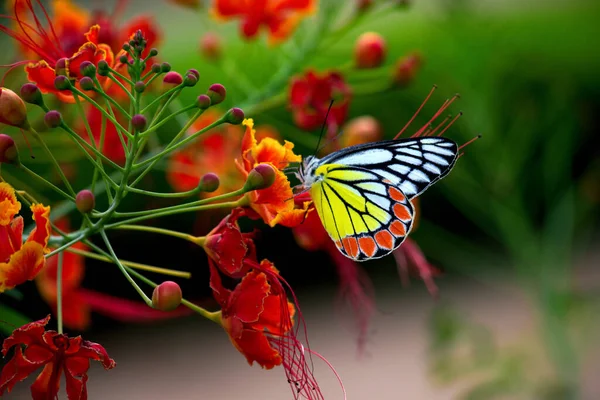インドの公園で花の植物に休んでいる中くらいの大きさの蝶です蝶の縞模様の色は非常に魅力的です — ストック写真