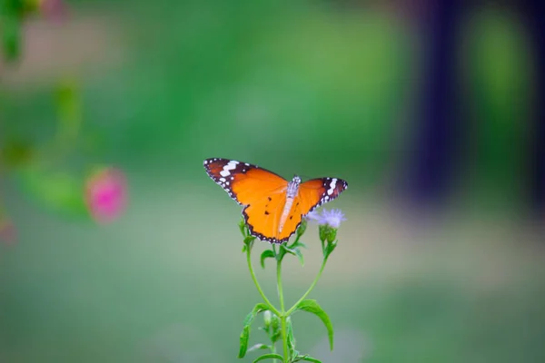 Danaus Chrysippus Також Відомий Звичайний Тигр Африканська Королева Або Африканський — стокове фото