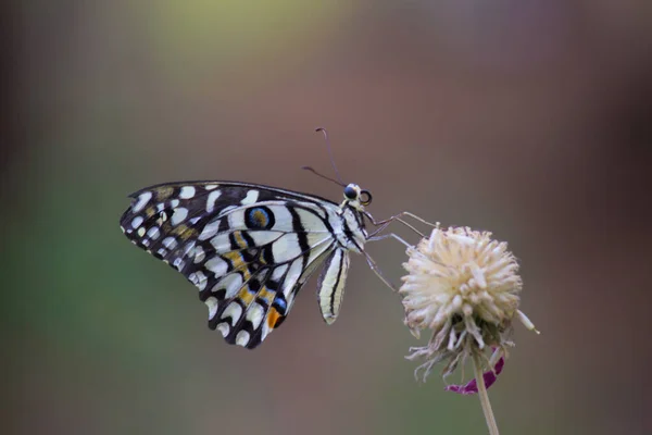 Papilio Demoleus Είναι Μια Κοινή Και Διαδεδομένη Πεταλούδα Χελιδόνια Πεταλούδα — Φωτογραφία Αρχείου