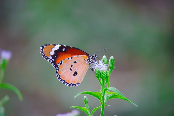 Danaus Chrysippus Известный Обычный Тигр Африканская Королева Африканский Монарх Является — стоковое фото