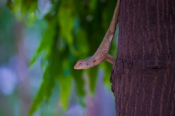 东方花园蜥蜴 东方花园蜥蜴 印度花园蜥蜴 普通花园蜥蜴 吸血蜥蜴或易变蜥蜴是一种分布在印度支那的老蜥蜴 它已在世界许多其他地方被采用 — 图库照片