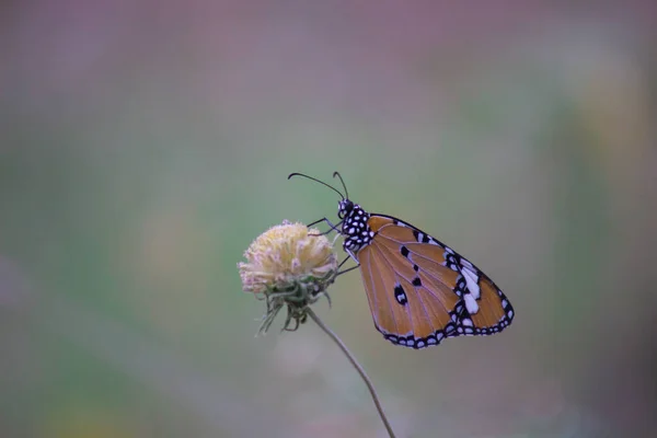 Danaus Chrysippus También Conocido Como Tigre Llano Reina Africana Monarca — Foto de Stock