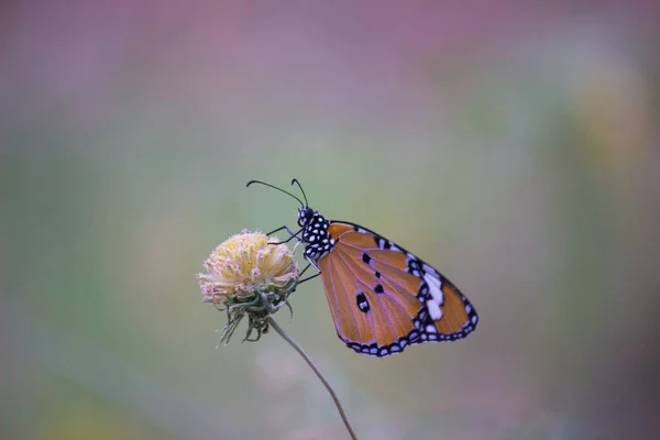 Danaus Chrysippus Επίσης Γνωστός Απλός Τίγρης Βασίλισσα Της Αφρικής Αφρικανός — Φωτογραφία Αρχείου